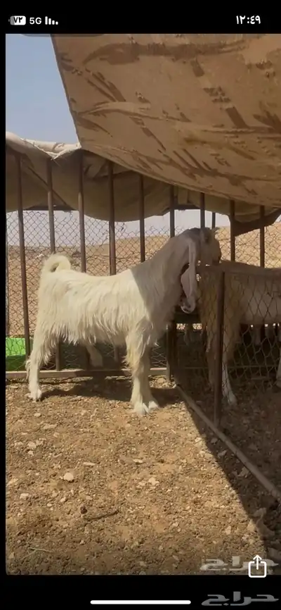 للبيع عنز وجفار نوادر 3
