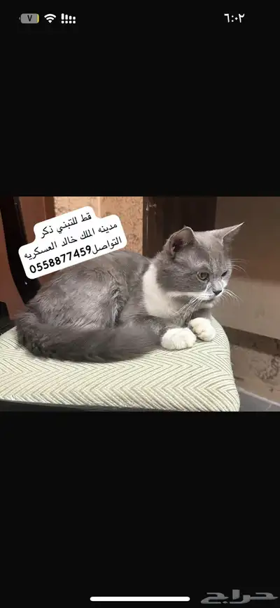 قطه 0