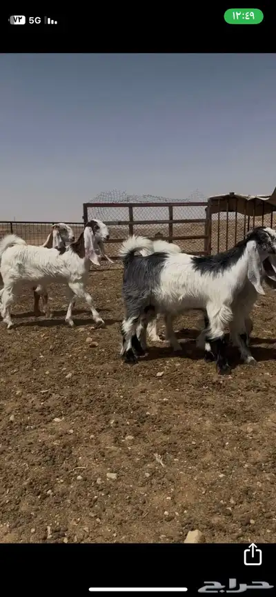 للبيع عنز وجفار نوادر 0