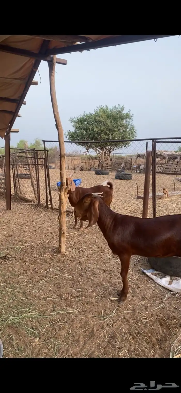 جفار فواخر دهم منوت القاني 3
