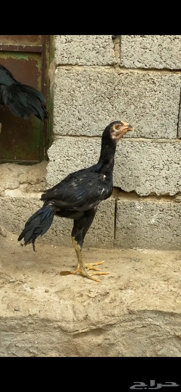 دجاج سندي 2