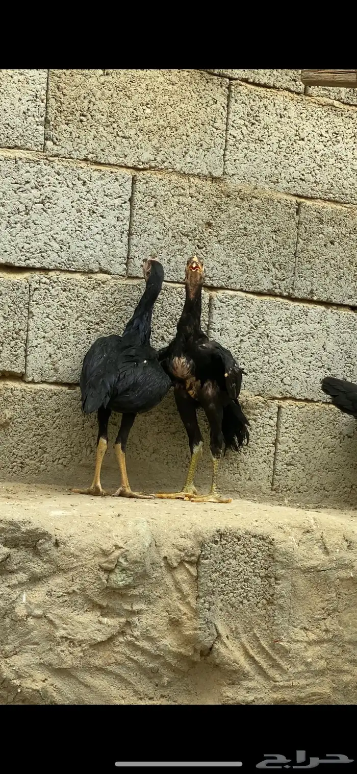 دجاج سندي 3