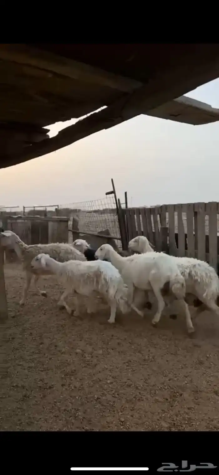 غنم طيبه 1
