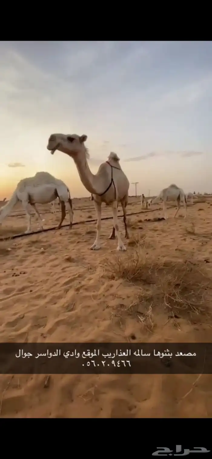 مصعد 0