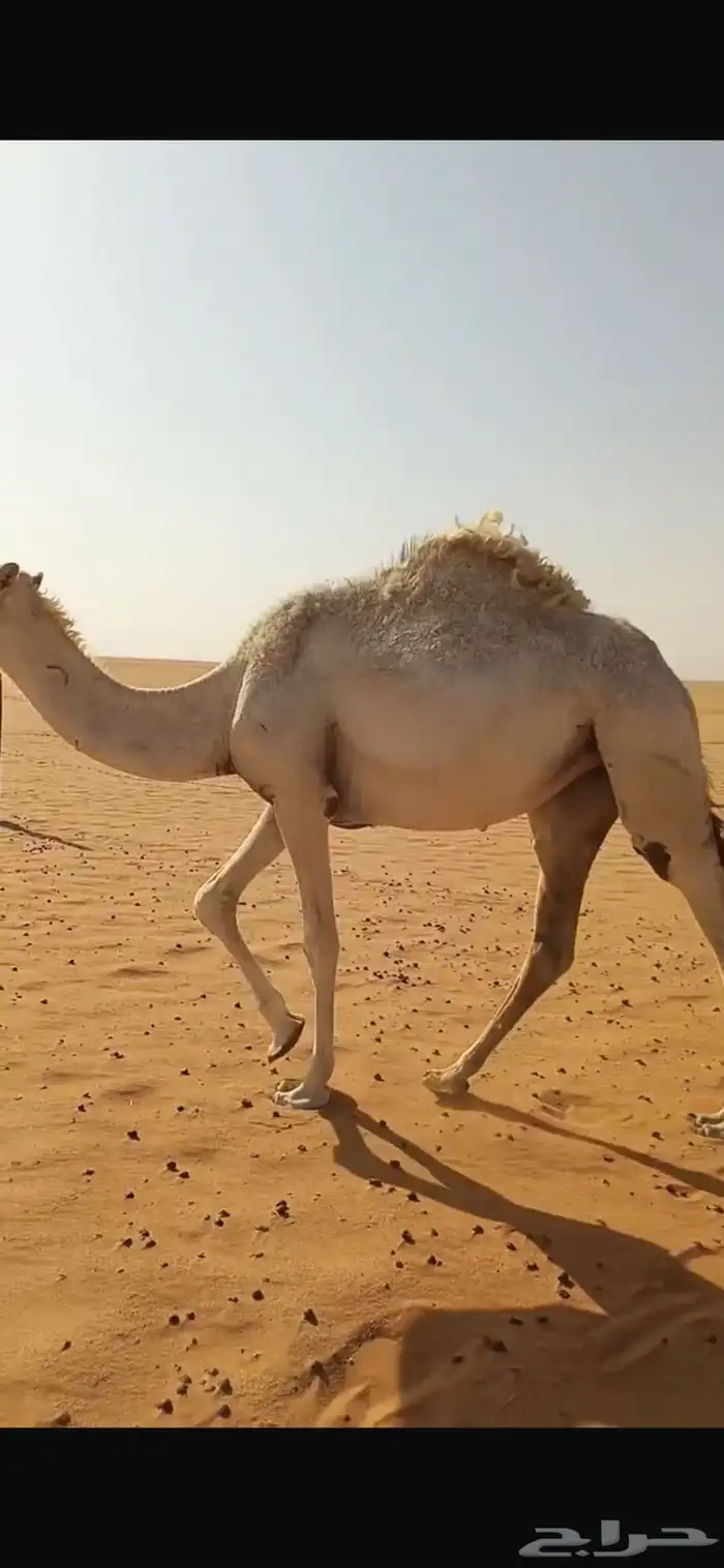 حقه وضحاه باتاليه البيع 0