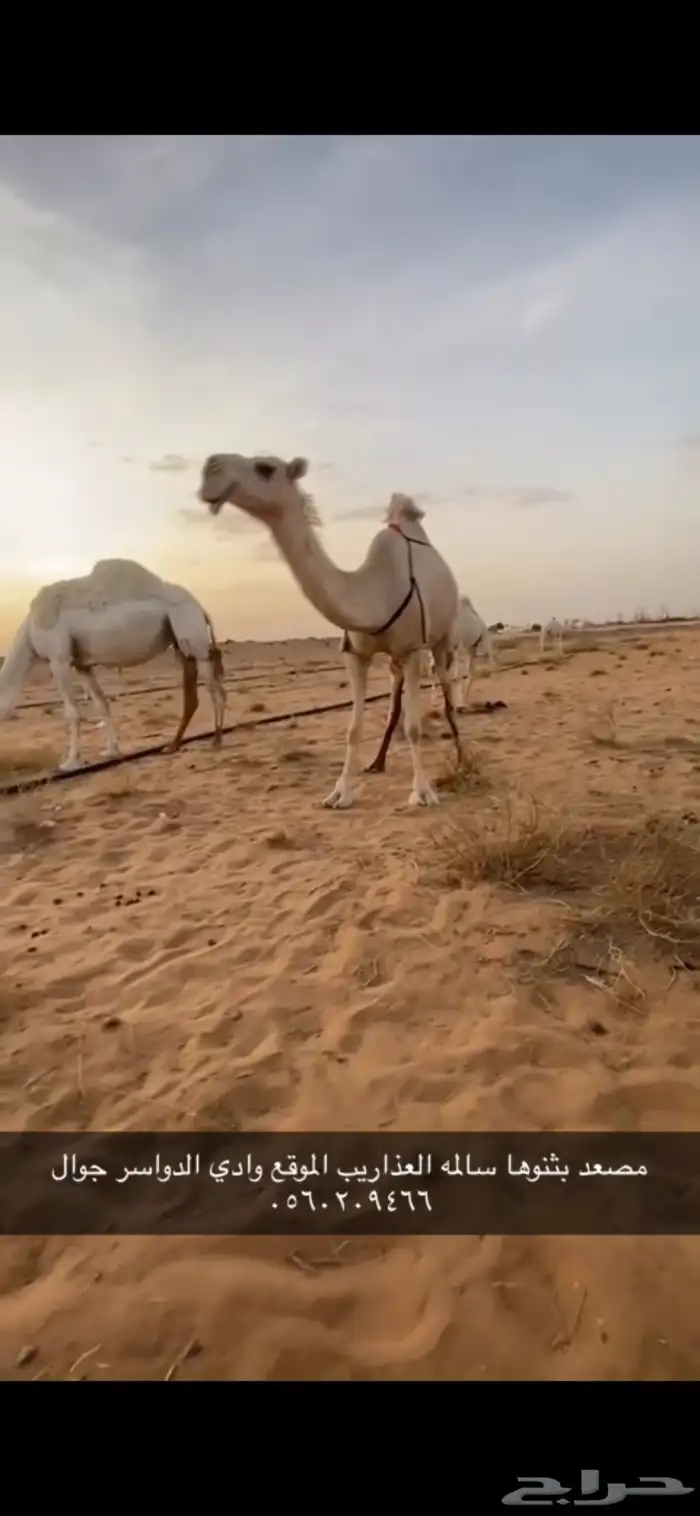 مصعد 3