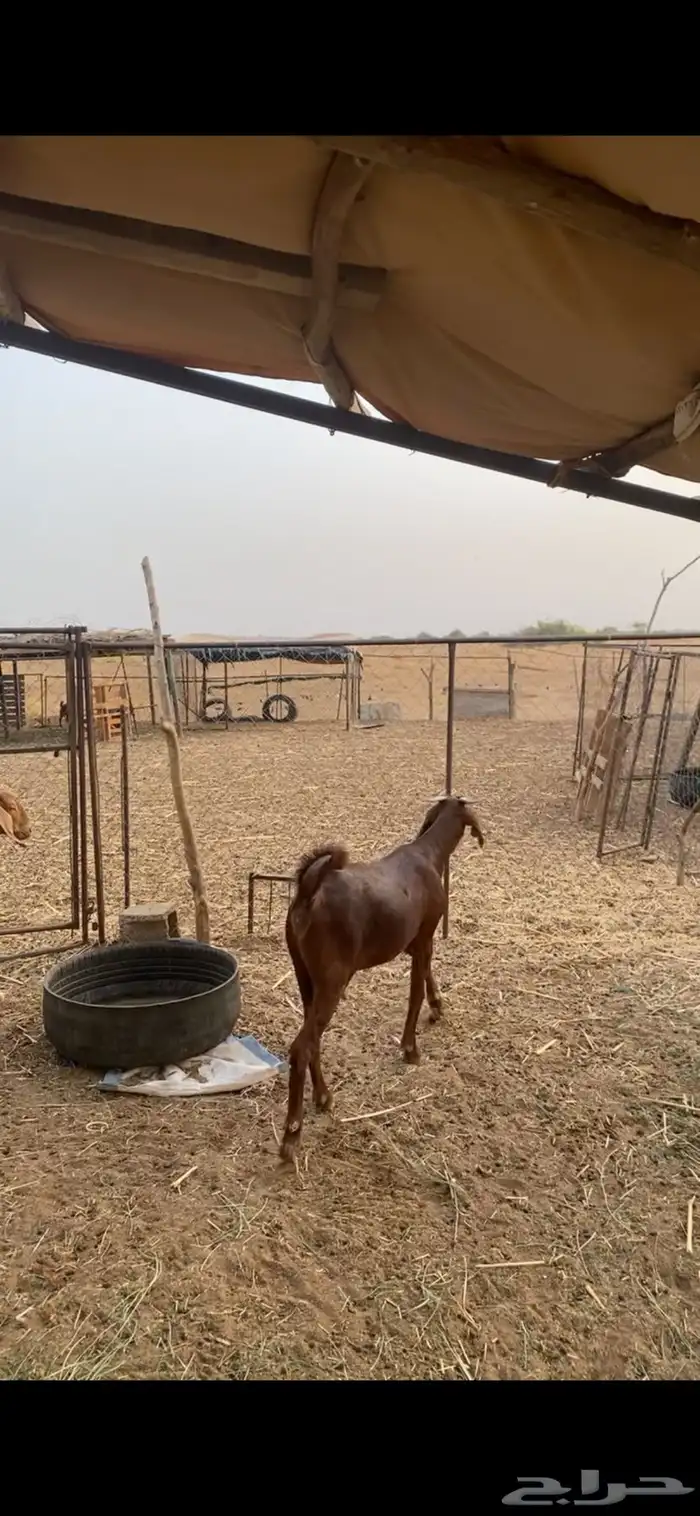 جفار فواخر دهم منوت القاني 0