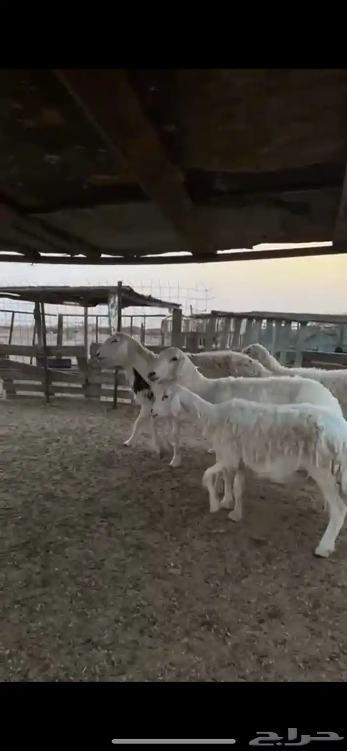 غنم طيبه 0