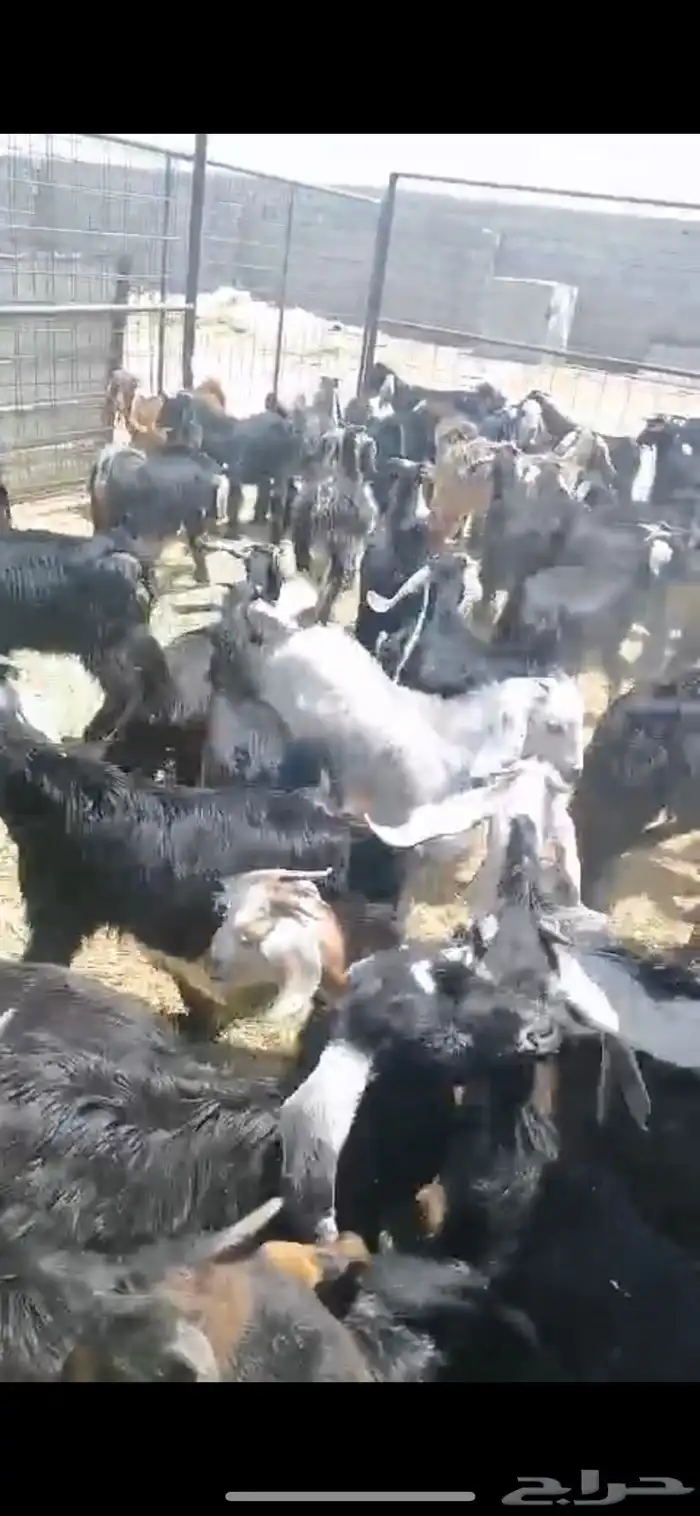 بهم مندي 4