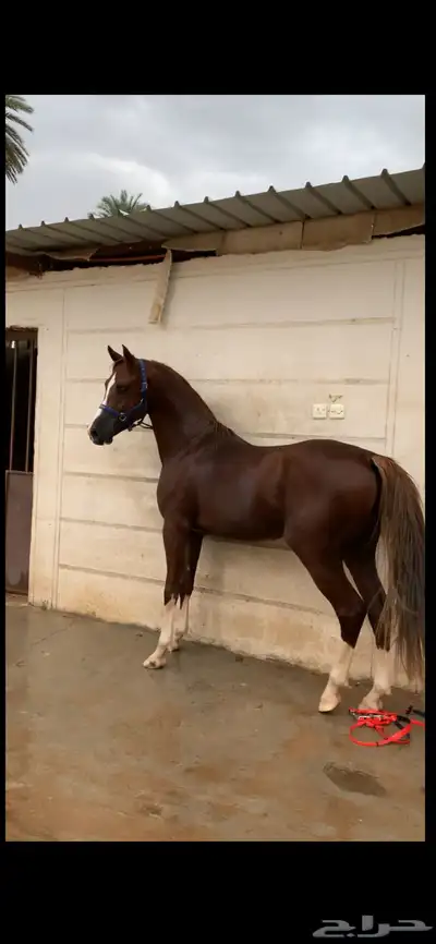 حصان شعبي كفو جدا 0