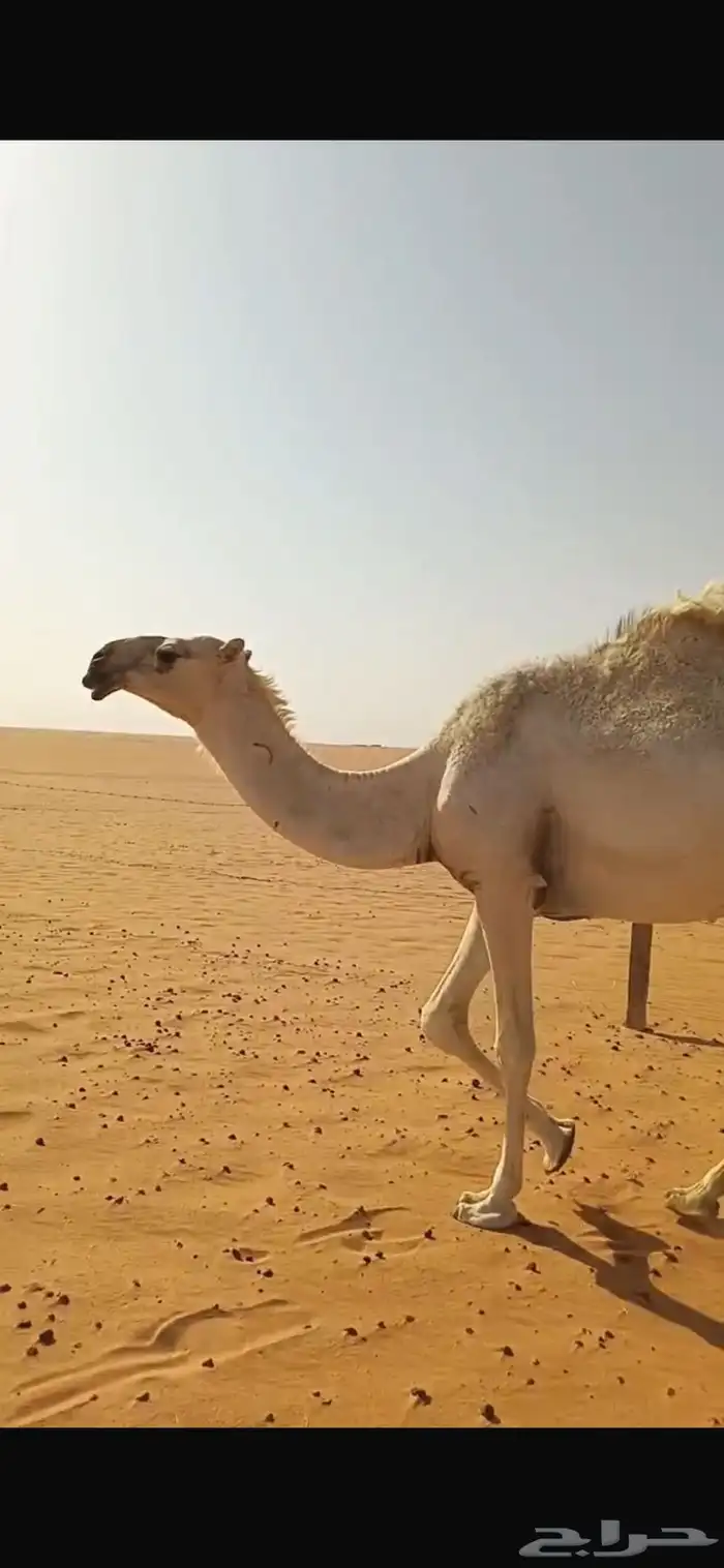 حقه وضحاه باتاليه البيع 1