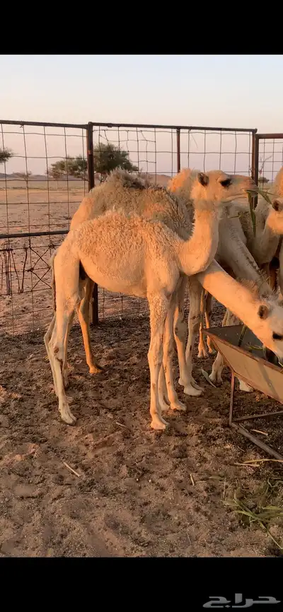 للبيع حشو تربيه عدد 2 0