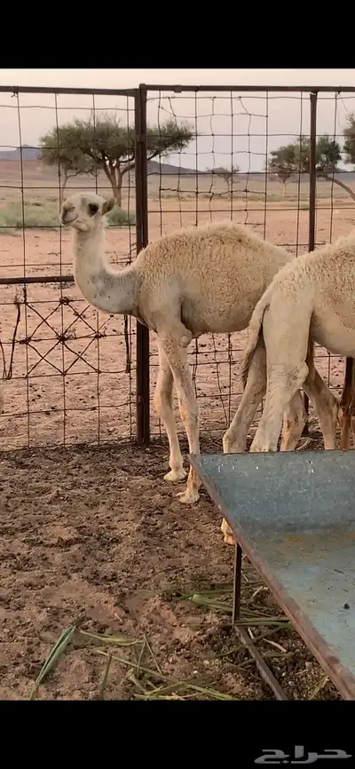 للبيع حشو تربيه عدد 2 1