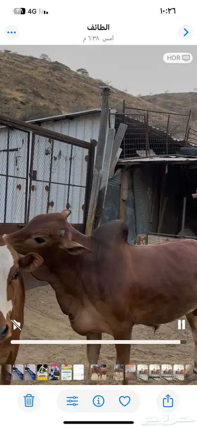 ربع حسيل آخر حلاوة 1