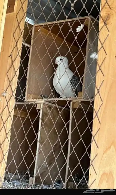 يوجد لدي حمام باكستاني وراقاص وغيرها كثير 4