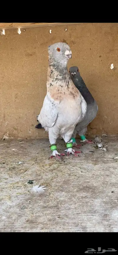 جوز 0