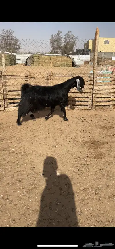 عنز مصريه ب عارضي جبار ناهي 2