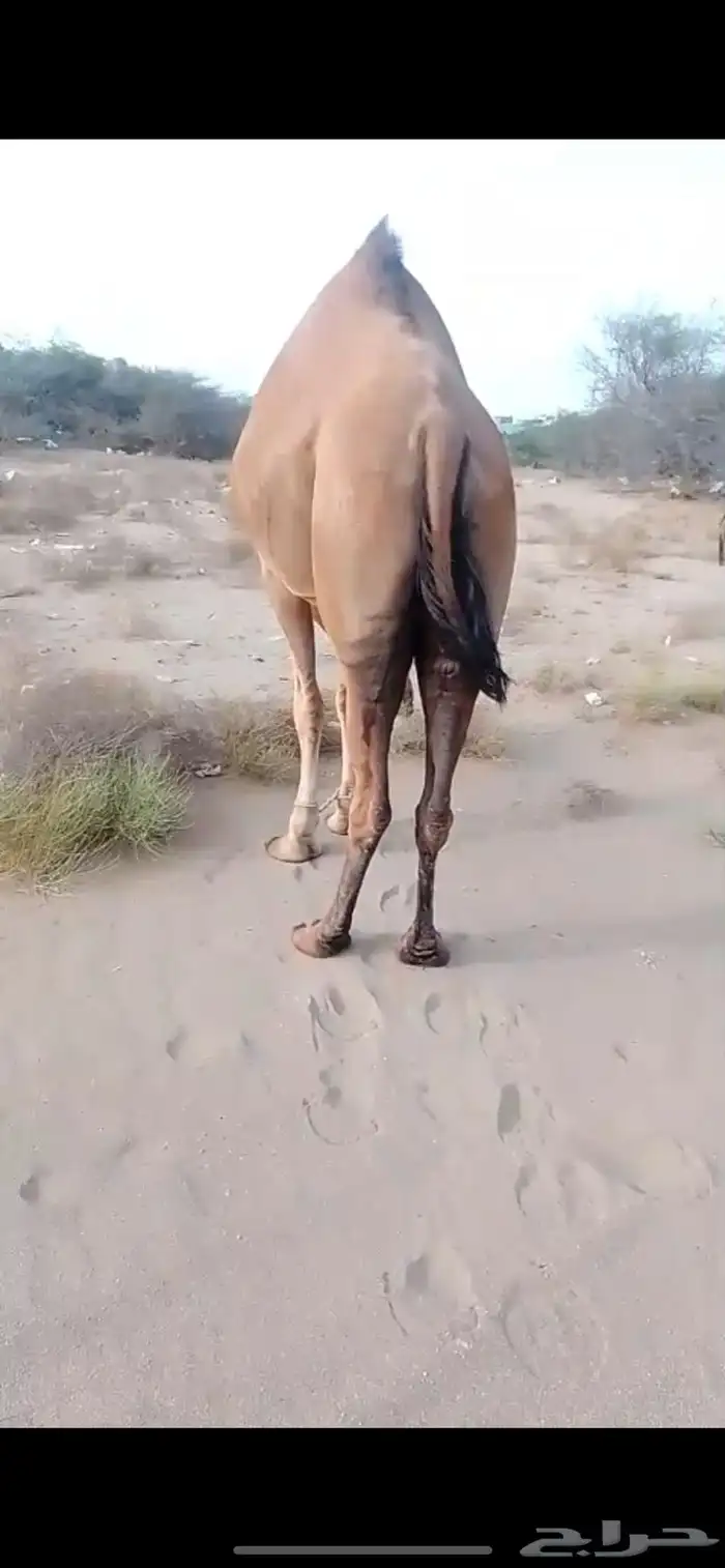 ناقه للبيع جنب لها سبعه اشهر ام ثاني سديس 1