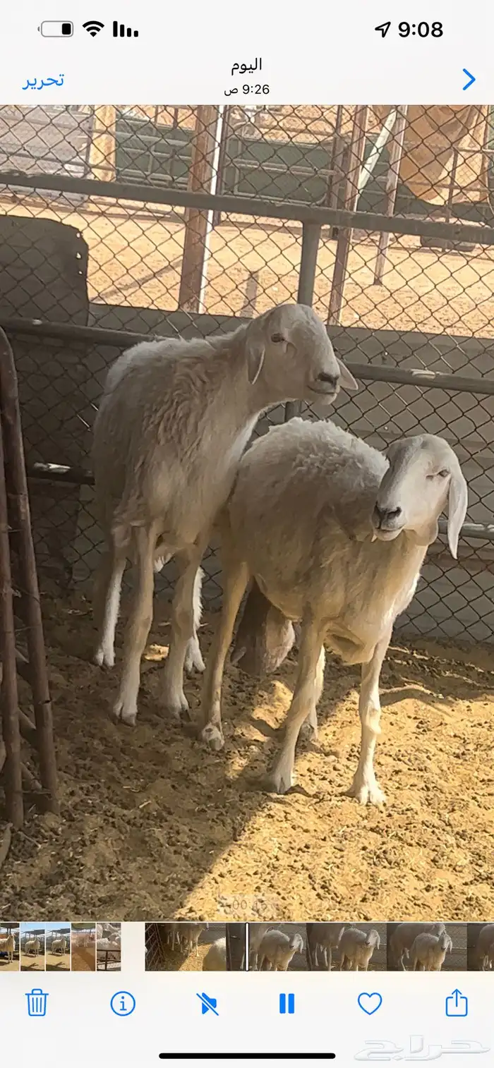 فحل حري صنف فاااخر 6