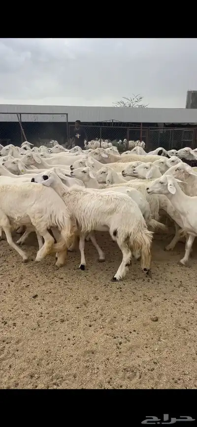 غنم دفع 20