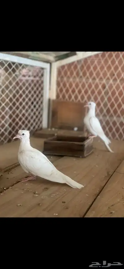 قماري 4