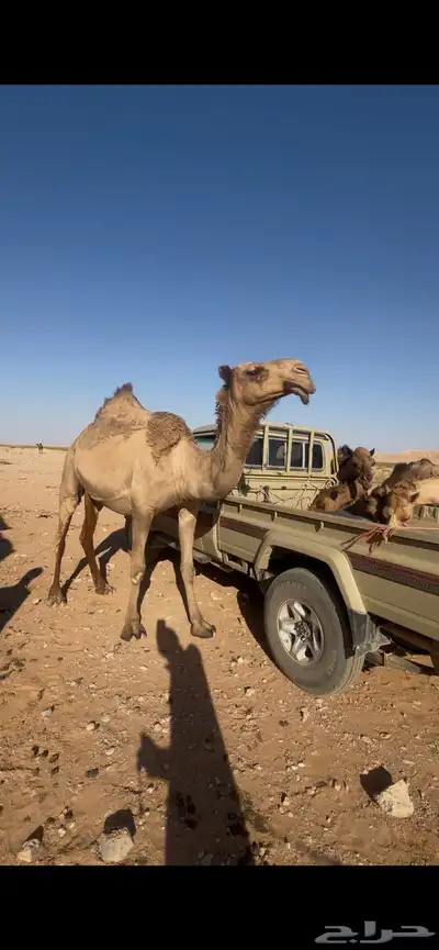 للبيع لقحه شعلا 0