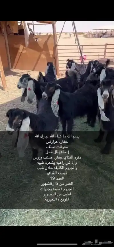 جفار صنف 19الموقع النعيرية 2