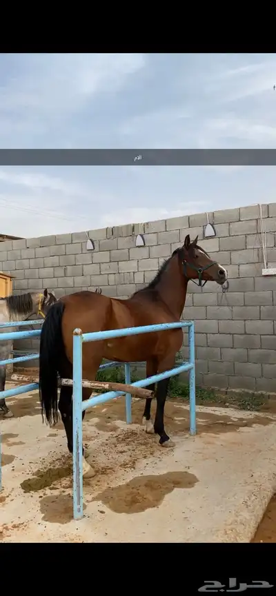 مهر شعبي العمر 5 شهور 1
