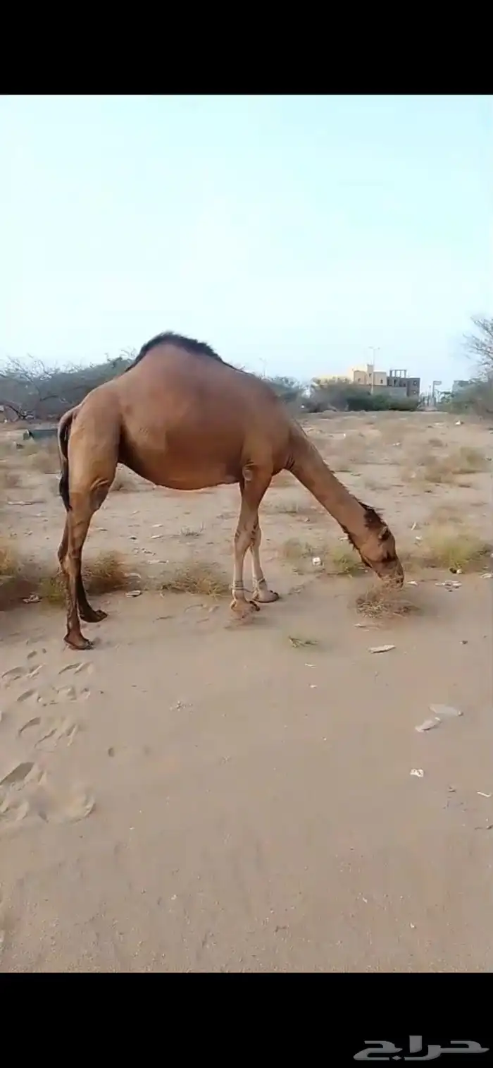 ناقه للبيع جنب لها سبعه اشهر ام ثاني سديس 4