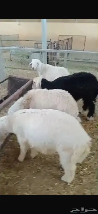 للبيع طليان ذبايح 2