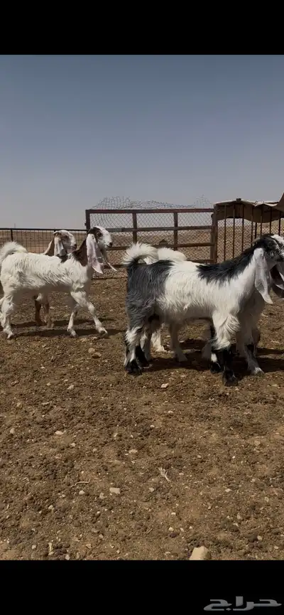 اللبيع معزا مشروكات كفو نوادر 2