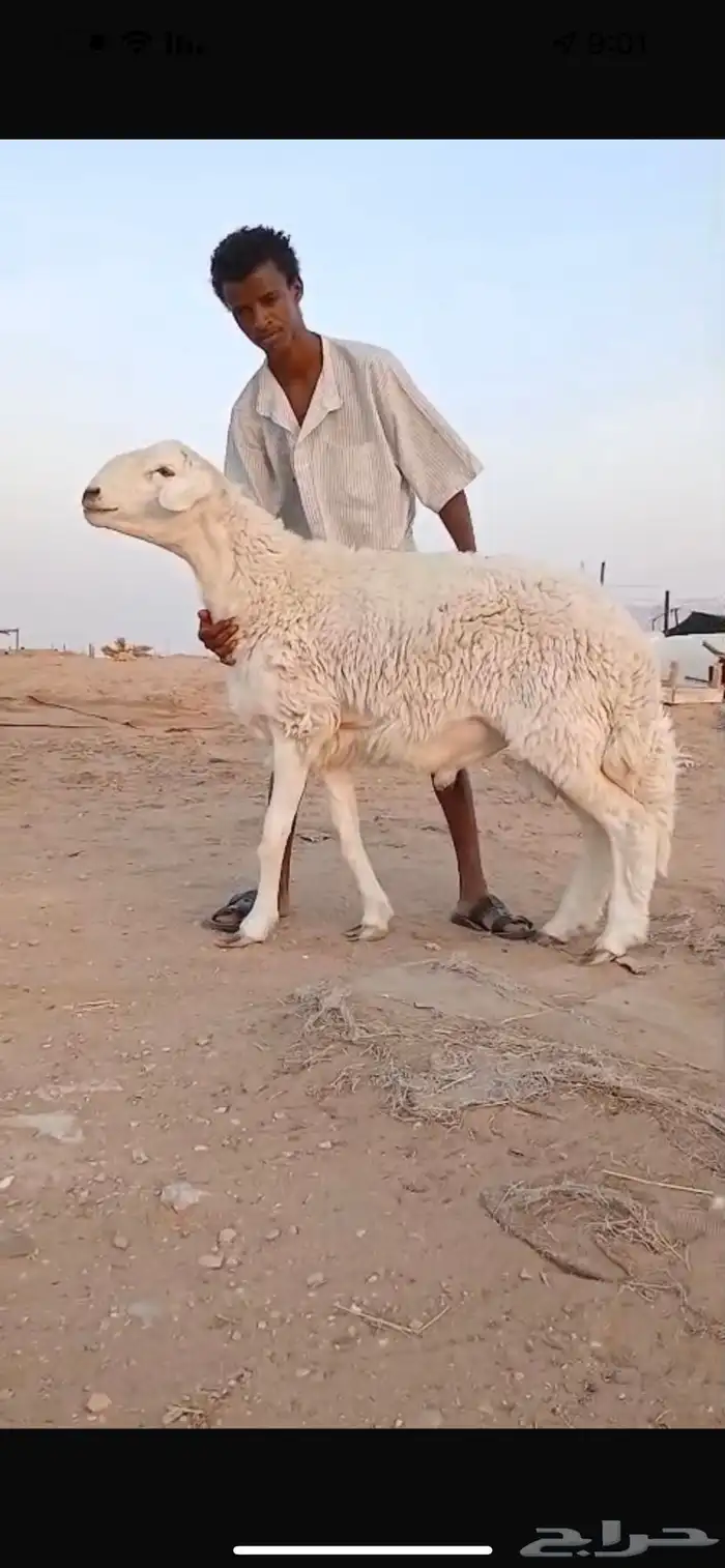 فحل حري صنف فاااخر 0