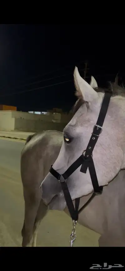 حصان شعبي للبيع 3