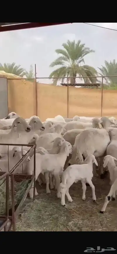 غنم حريات 40 تحتها 28 0
