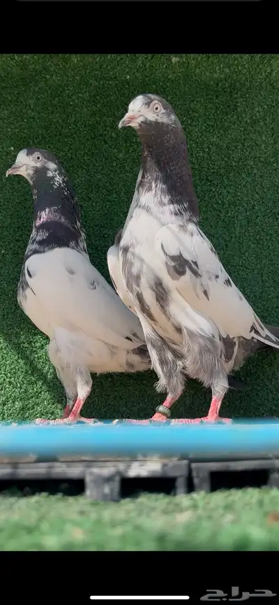 حمام باكستاني سخي 1