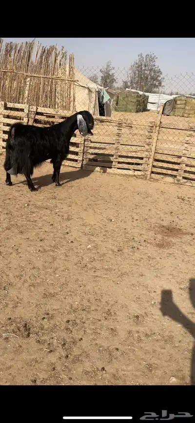 عنز مصريه ب عارضي جبار ناهي 5