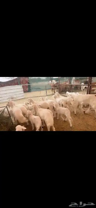 20 تبعها 26 رخال وغنم ناهيه ومقنوي كفو 0