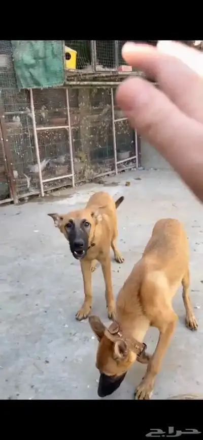 كلاب مالينو زكر وانث 2