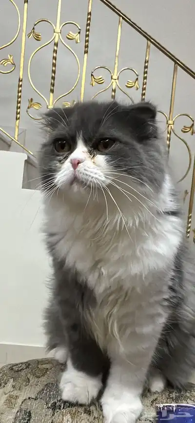 قطط سكوتش للتبني 2