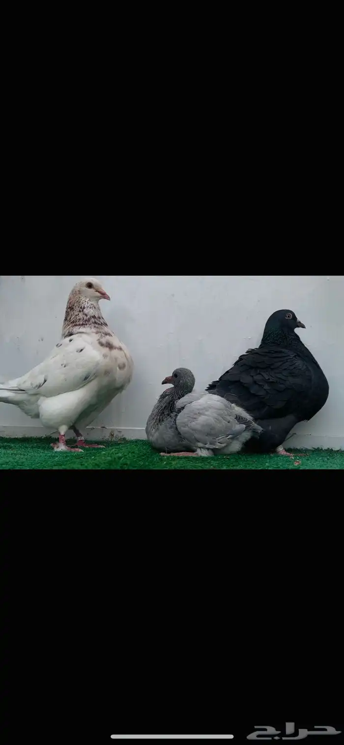 زوج تاكسن خوارج 5
