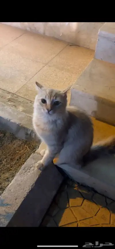 قطه اليفه للتبني 0