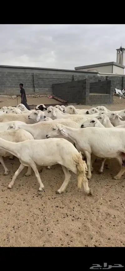 غنم دفع 7