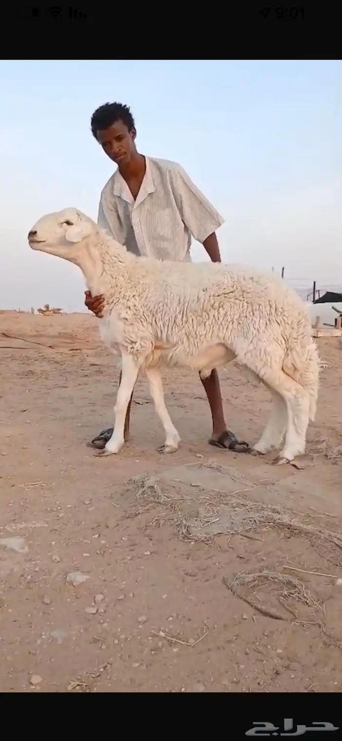 فحل حري صنف فاااخر 3