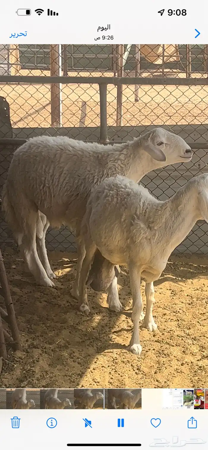 فحل حري صنف فاااخر 7