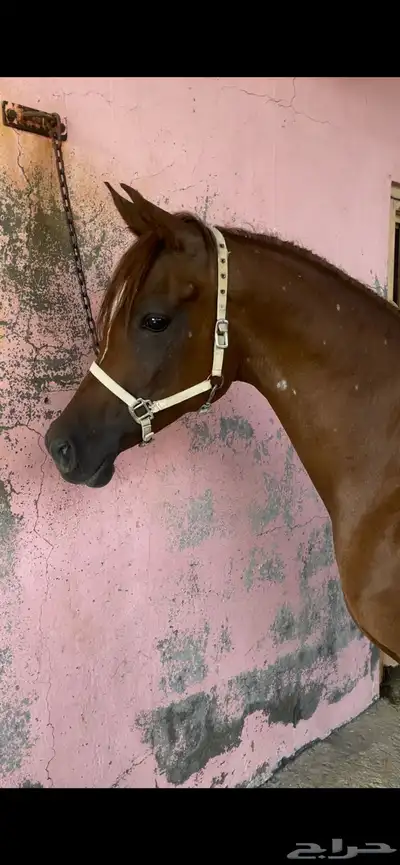 خيل واهو 2