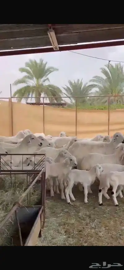 غنم حريات 40 تحتها 28 1