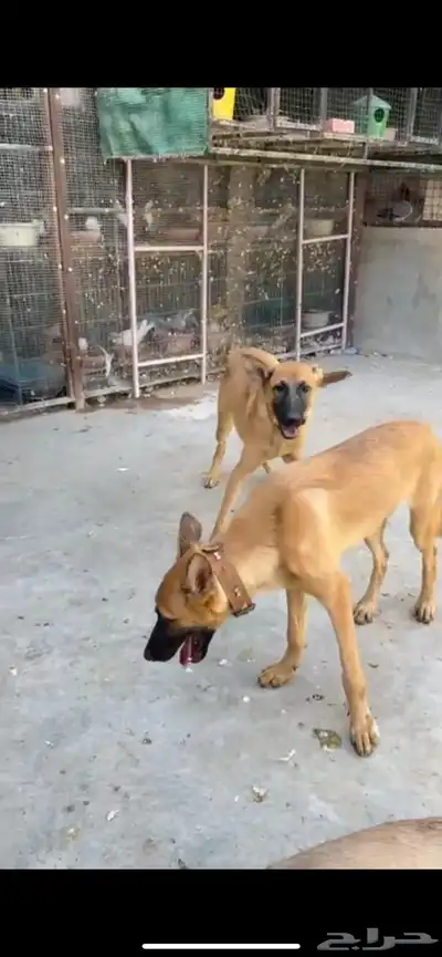 كلاب مالينو زكر وانث 0