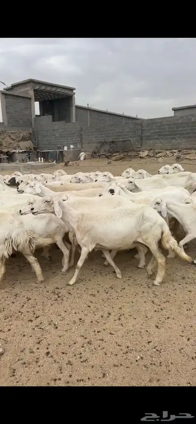 غنم دفع 4
