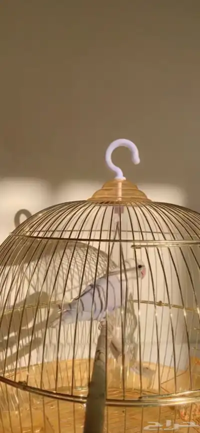 طير او عصفور روز 1