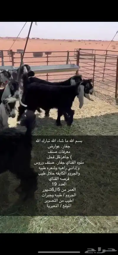 جفار صنف 19الموقع النعيرية 0